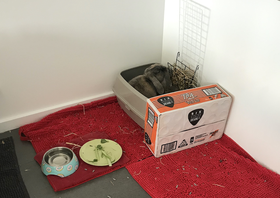 blocking the front of the litter box with a cardboard box