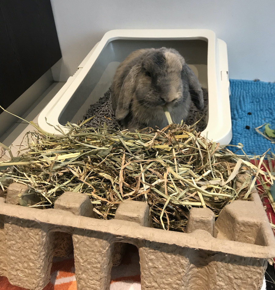 Sherlock eating hay in the litter box.